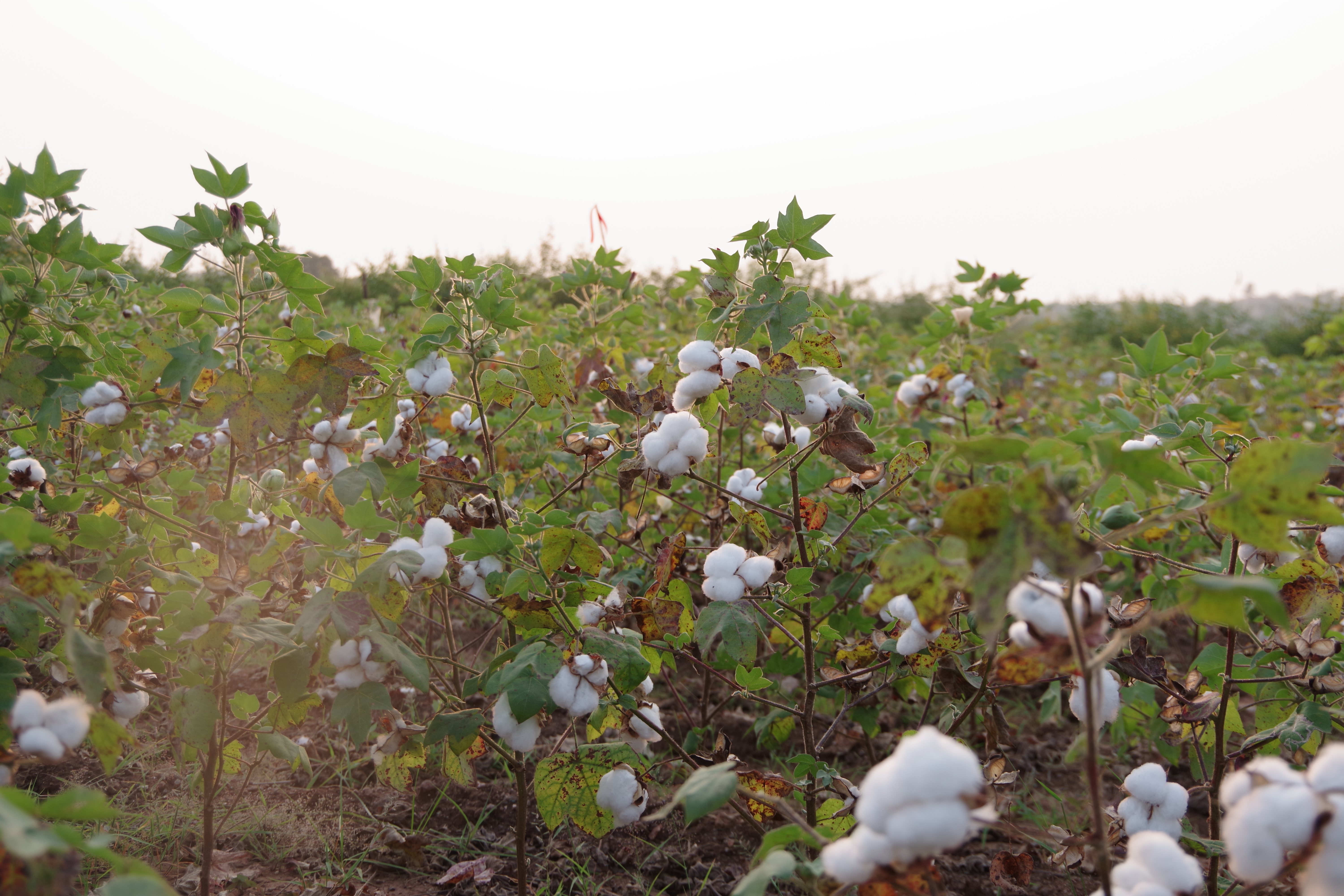 オーガニックコットンとは？