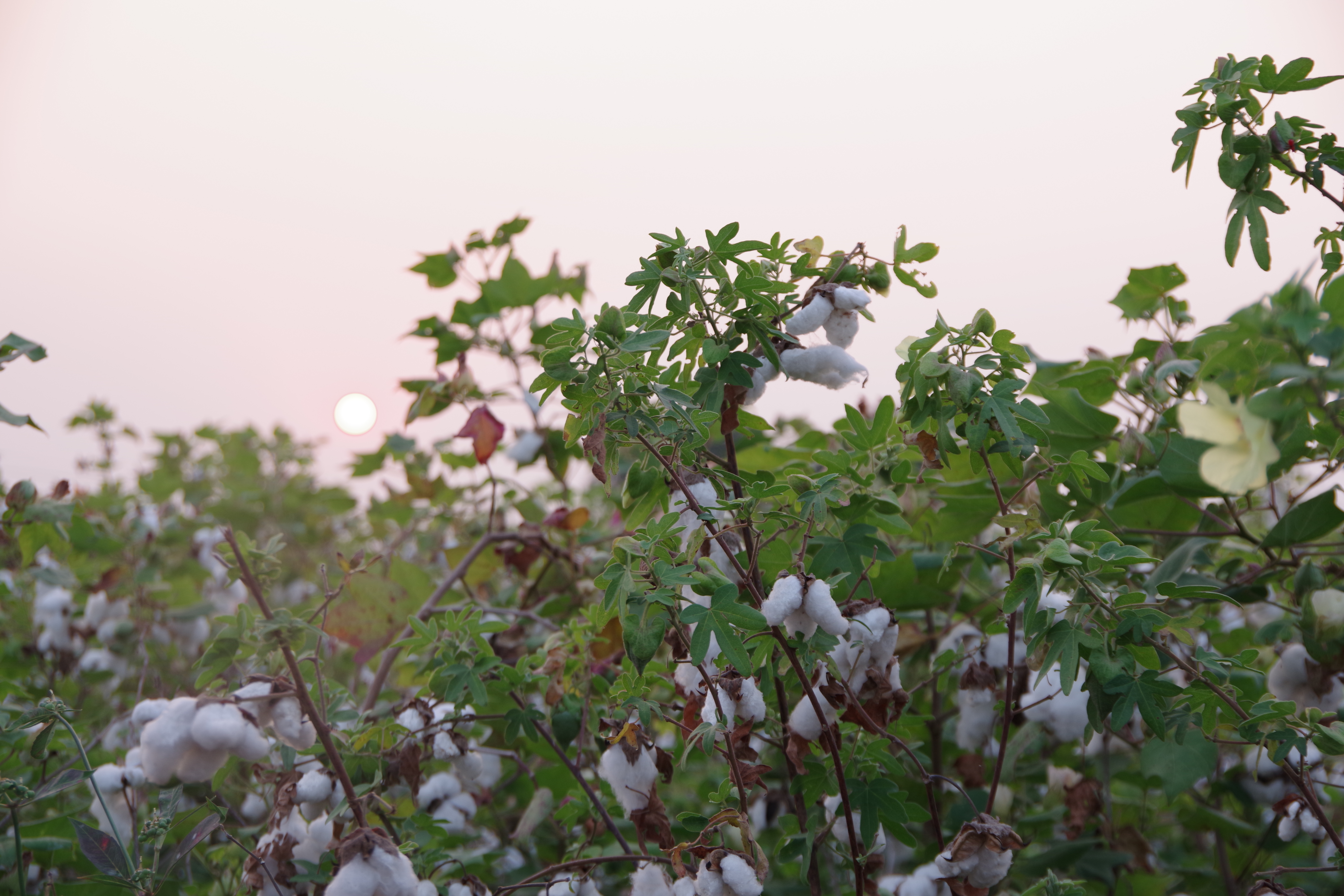 オーガニックコットンとは？