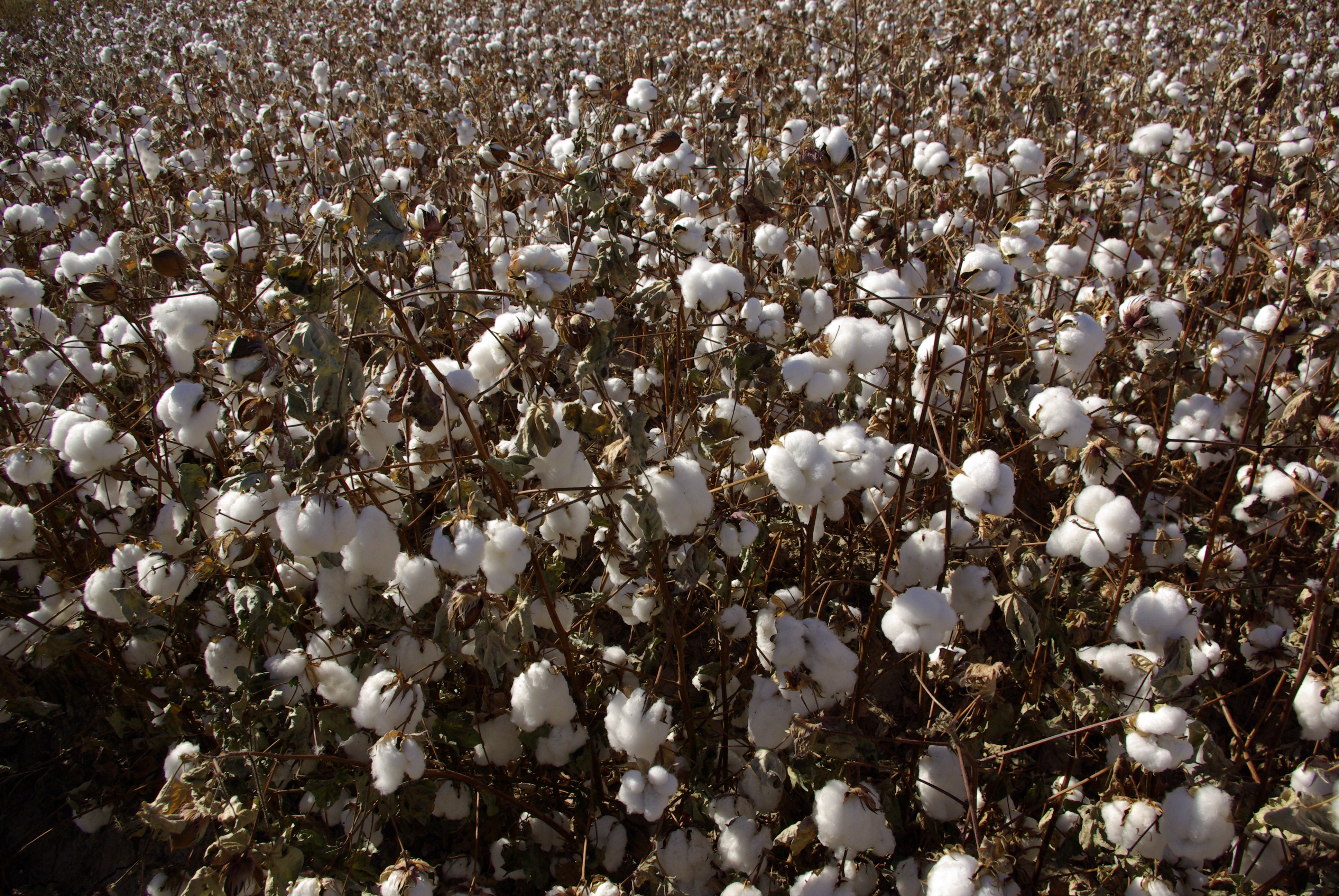 オーガニックコットンとは？