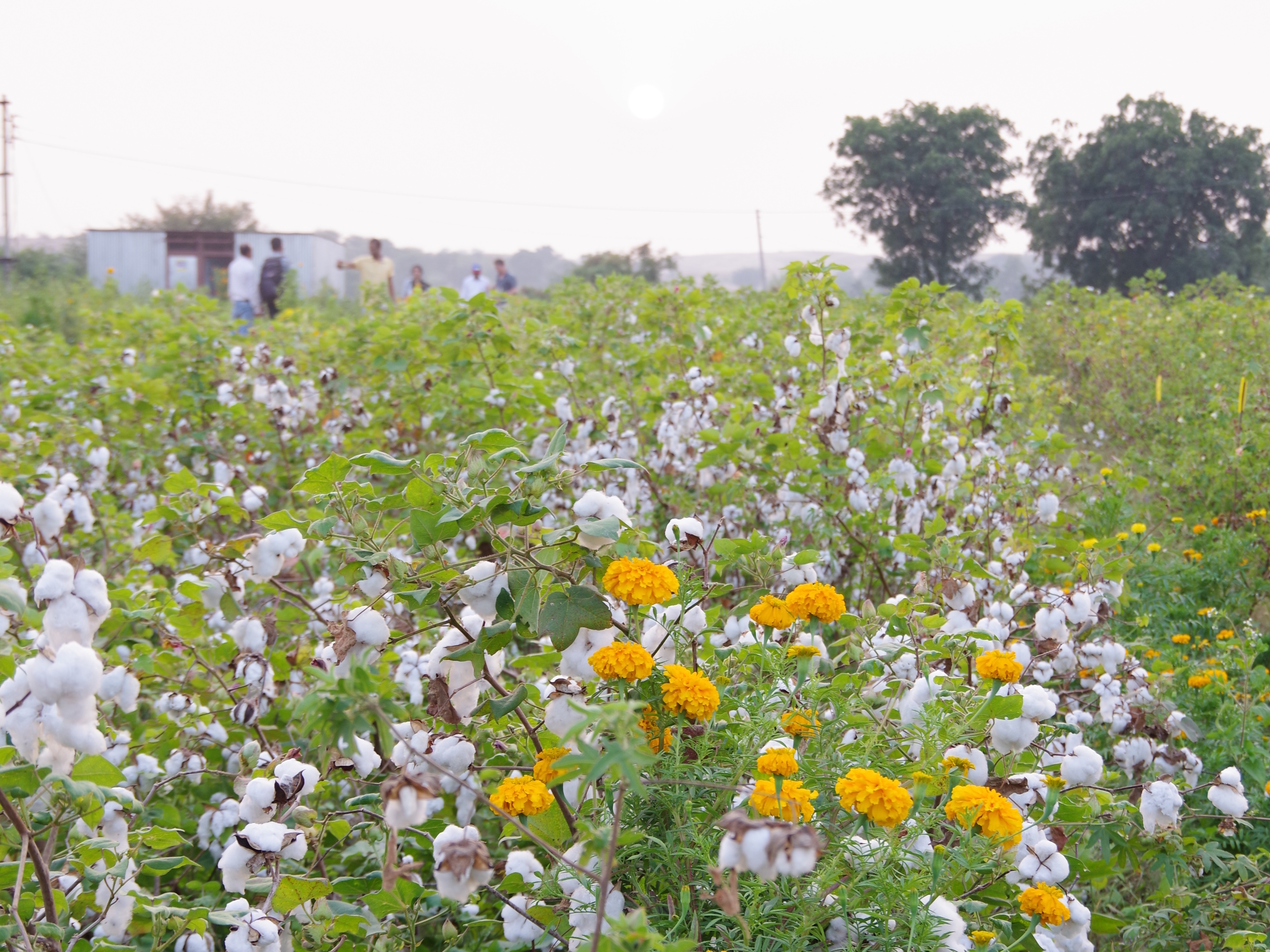 オーガニックコットンとは？