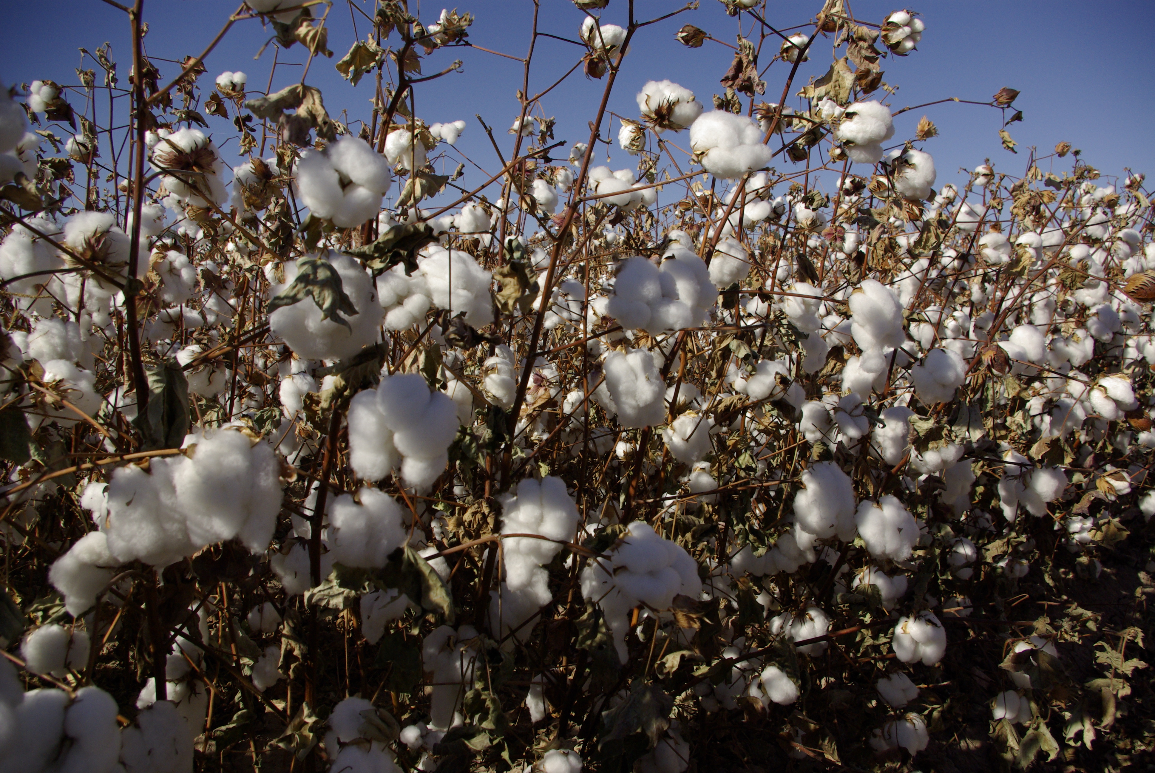 オーガニックコットンとは？