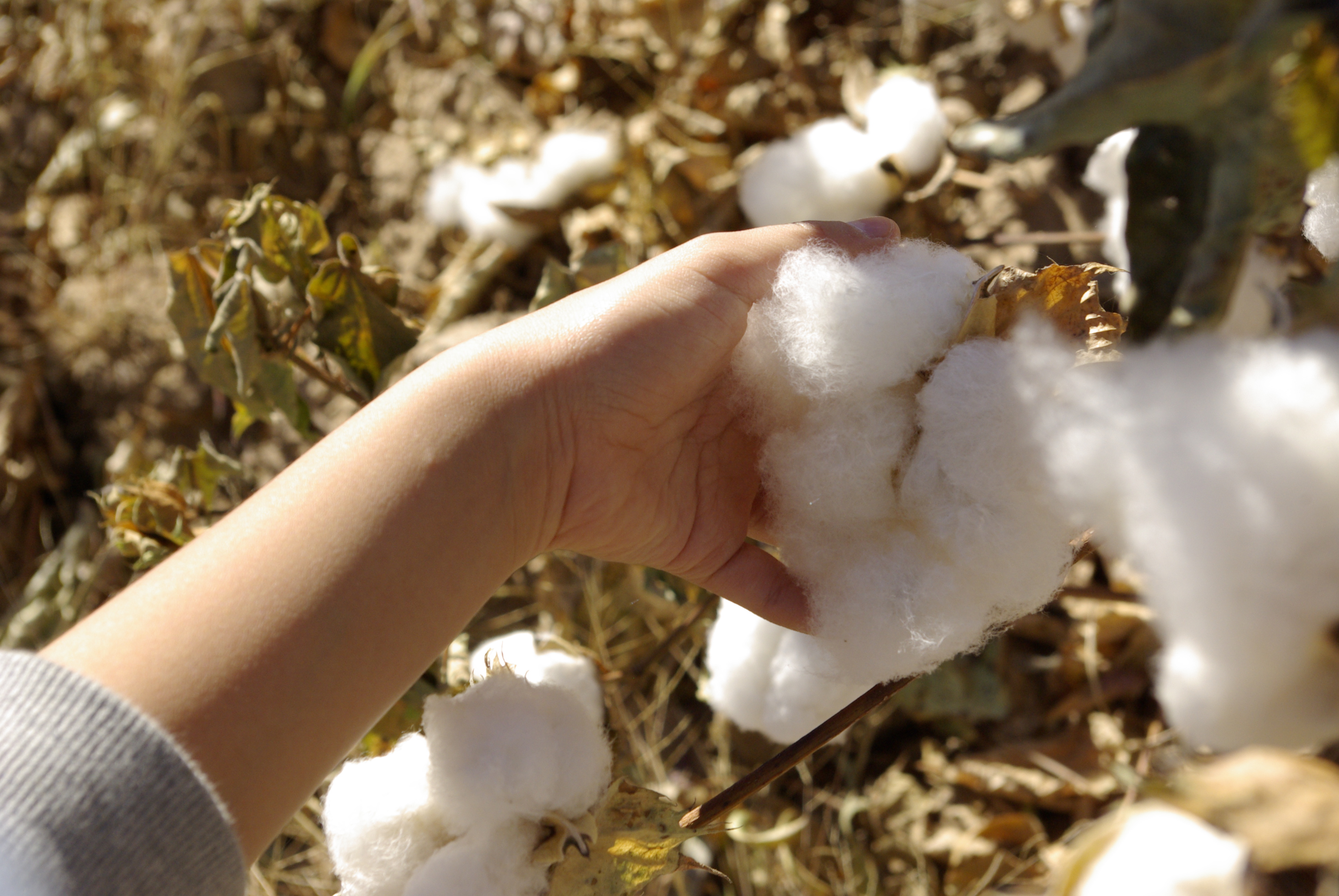 そもそもコットンとは？