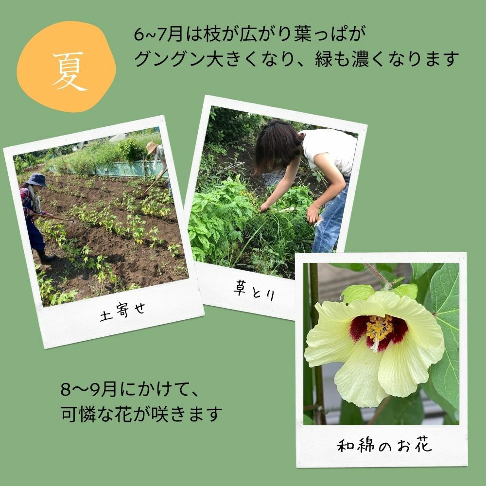 和綿のたね　メイドインアース　オーガニックコットン