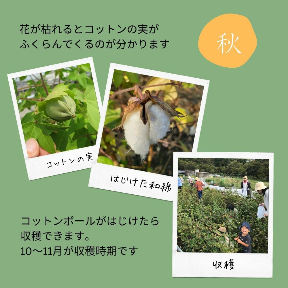 和綿のたね　メイドインアース　オーガニックコットン