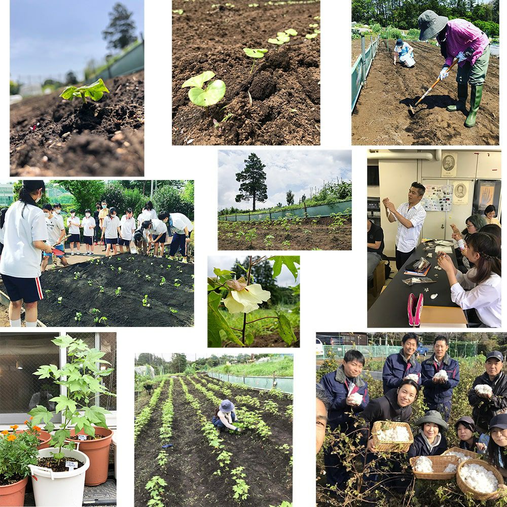 和綿のたね　メイドインアース　オーガニックコットン